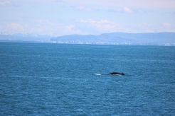 whale at Keflavik